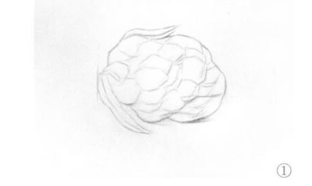 菜花素描畫法步驟01