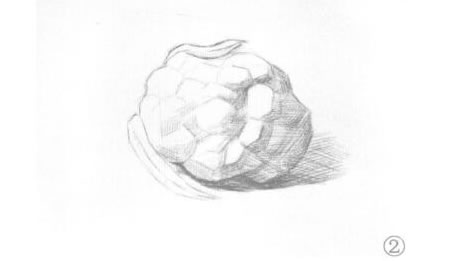 菜花素描畫法步驟02