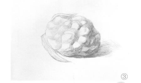 菜花素描畫法步驟03