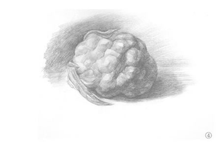 菜花素描畫法步驟04