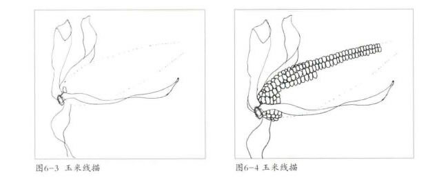 玉米線描畫法步驟02