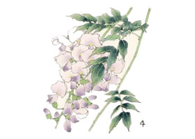 紫藤的工筆畫法步