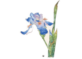 鳶尾工筆畫法（一）