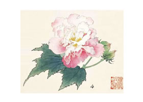 芙蓉的工筆畫法步驟