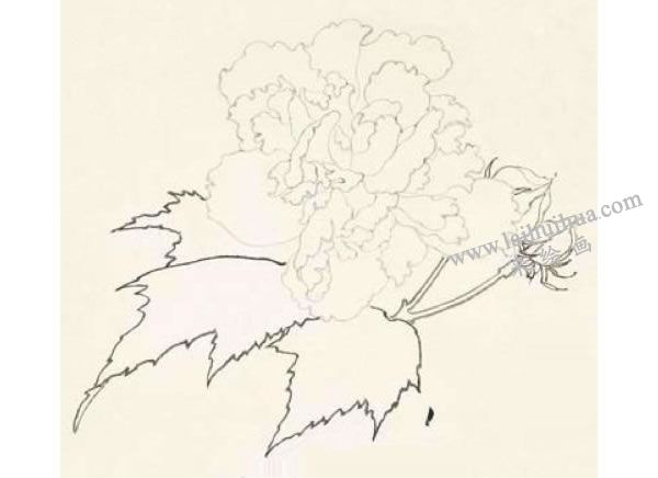 芙蓉的工筆畫法步驟圖示01