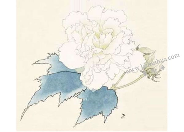 芙蓉的工筆畫法步驟圖示02