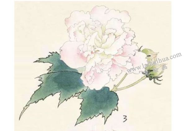 芙蓉的工筆畫法步驟圖示03
