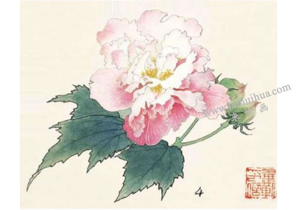 芙蓉的工筆畫法步驟圖示04