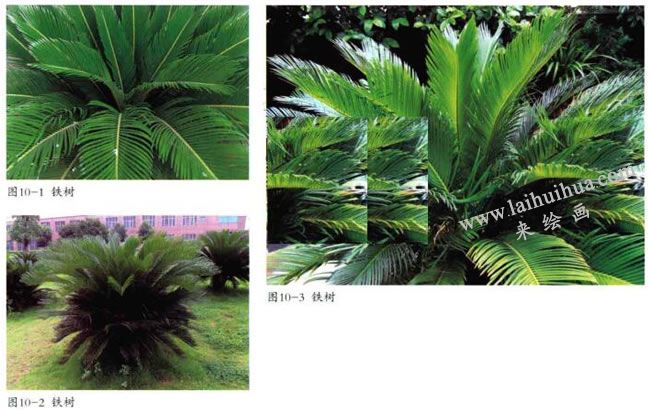 鐵樹實物圖