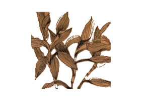 富貴竹線描畫法步驟教學(xué)