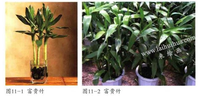 富貴竹實(shí)物圖