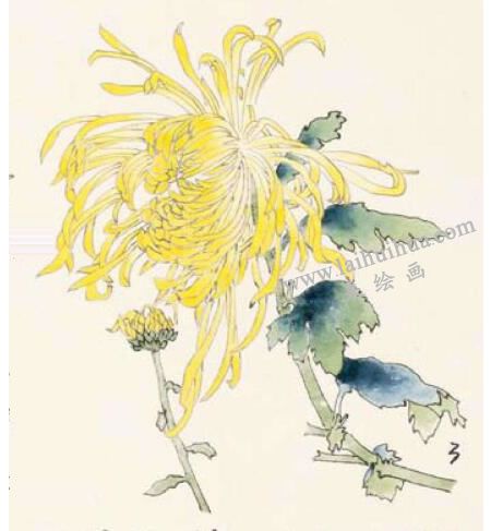 菊花的工筆畫法步驟圖示03