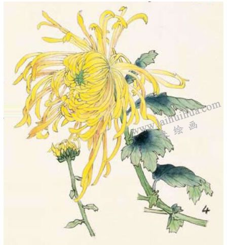菊花的工筆畫法步驟圖示04
