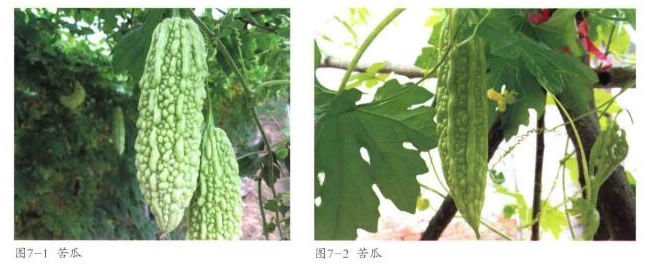 苦瓜實物圖