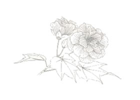 工筆花卉的寫生方法