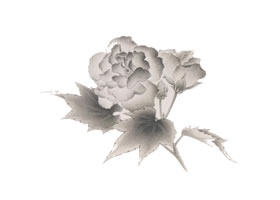 工筆畫法套染（芙蓉）技法范例