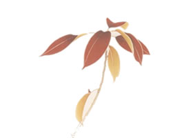 工筆花卉平涂技法（紅葉）范例