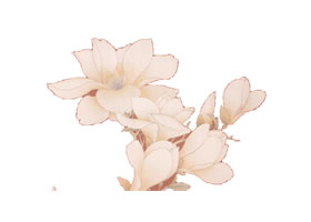 工筆花卉襯托技法（玉蘭）范例