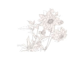 工筆花卉白描圖例