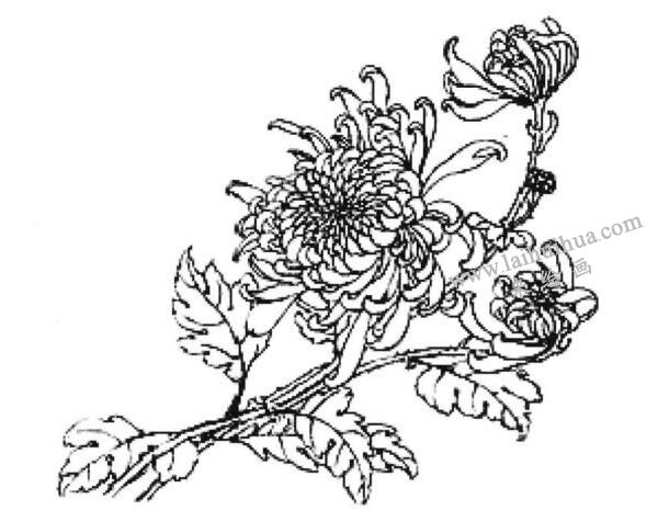 《賽牡丹》線描