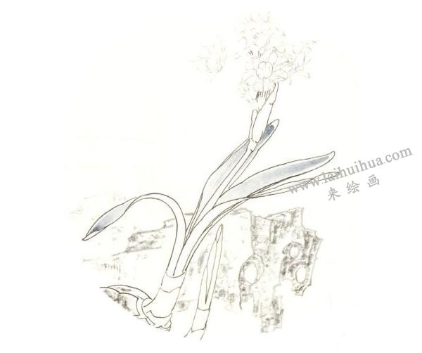 俞致貞《水仙》工筆畫技法步驟02