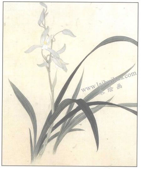 工筆花卉：蘭花的工筆畫(huà)法步驟03
