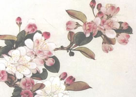 海棠花工筆畫法（二）