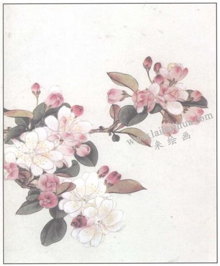 工筆花卉:海棠花的畫法步驟03