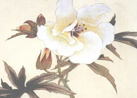 蜀葵花工筆畫法步驟