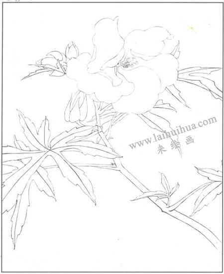 蜀葵花工筆畫法步驟01