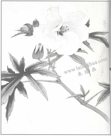 蜀葵花工筆畫法步驟02