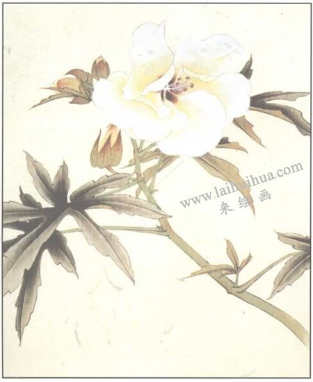 蜀葵花工筆畫法步驟03