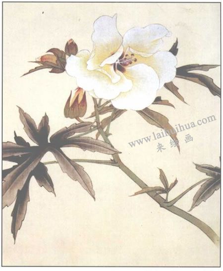 蜀葵花工筆畫法步驟04