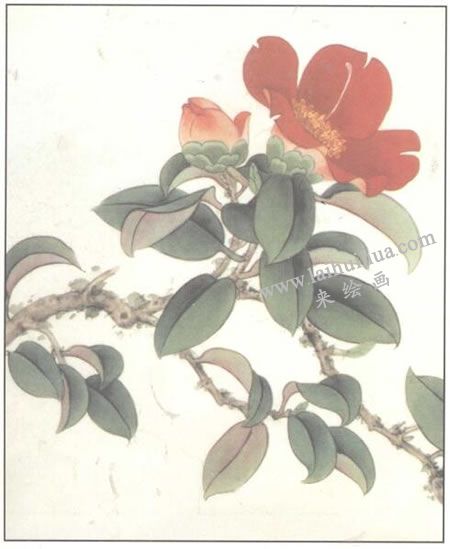 山茶花的工筆畫法步驟03
