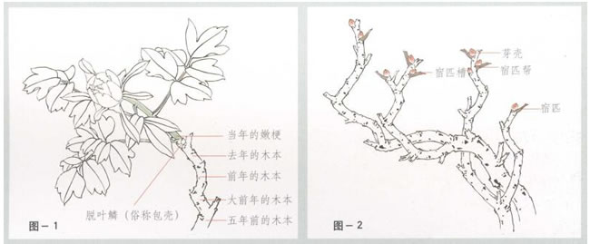 牡丹的畫法01