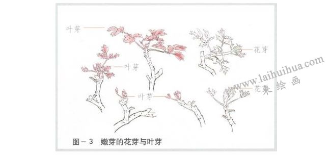 牡丹的葉芽