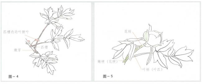 牡丹的枝干畫法