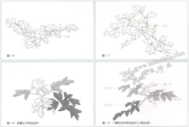 牡丹的匹葉