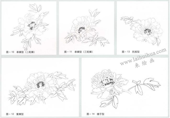 牡丹的花型花色
