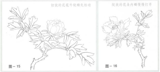 牡丹花形寫真