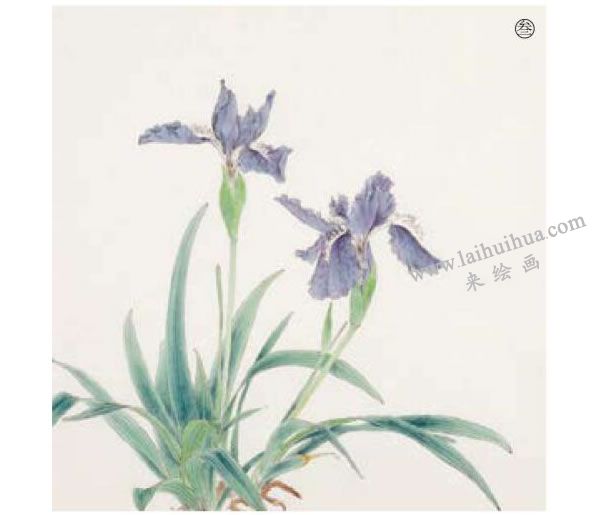 鳶尾工筆畫法步驟范例03