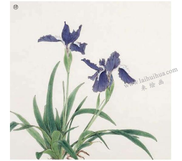 鳶尾工筆畫法步驟范例04