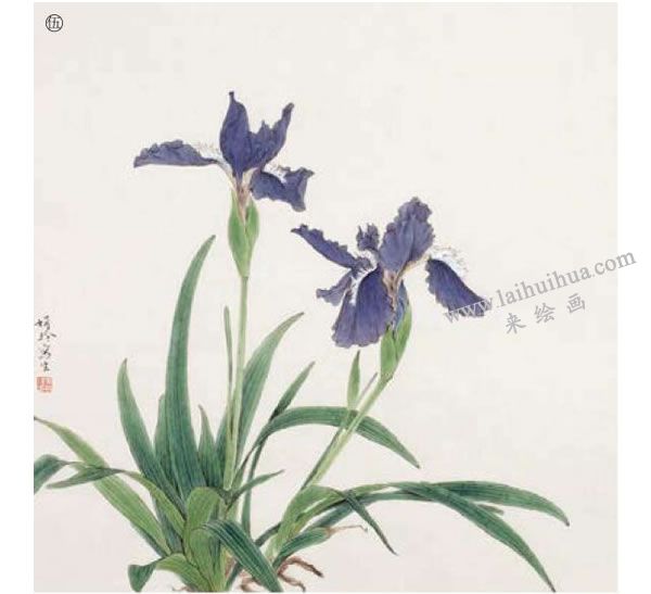 鳶尾工筆畫法步驟范例05