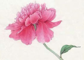 芍藥工筆畫(huà)法（一）