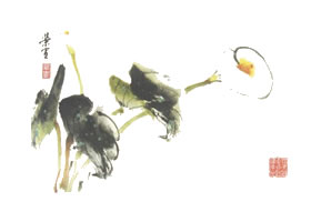 馬蹄蓮寫意畫法