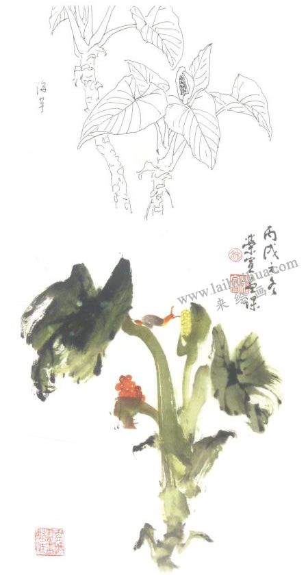 海芋寫意畫法