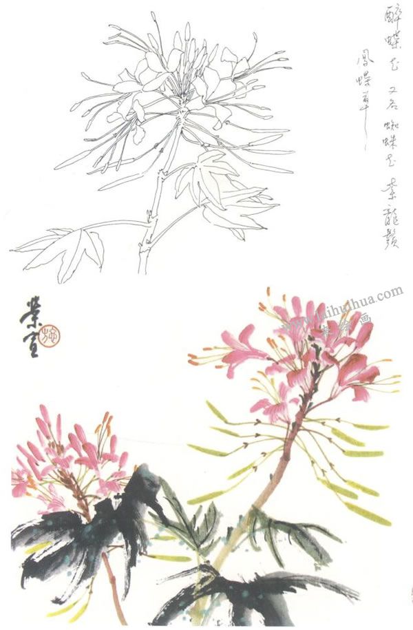 醉蝶花寫意畫法