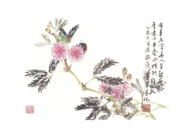 含羞草寫意畫法