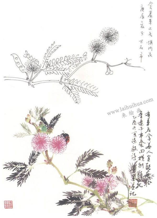 含羞草寫意畫法