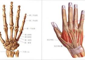 人物手的解剖結(jié)構(gòu)和手的比例造型